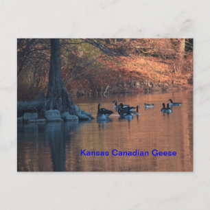 Kansas Canadian Geese Postcard