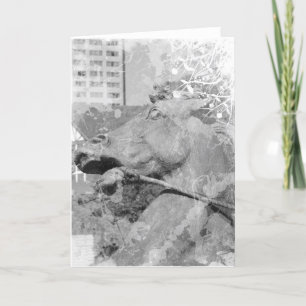 Kansas City Plaza Horse Black and White Card