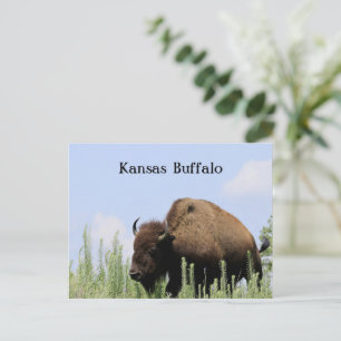 Kansas colourful Buffalo Maxwell Wildlife Refuge Postcard