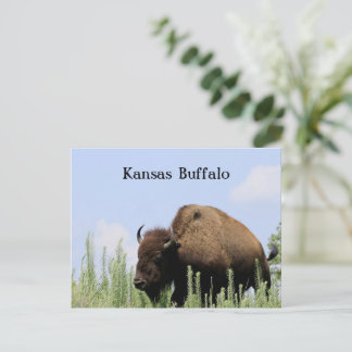 Kansas colourful Buffalo Maxwell Wildlife Refuge Postcard