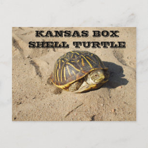 Kansas Country Box Shell Turtle Post Card