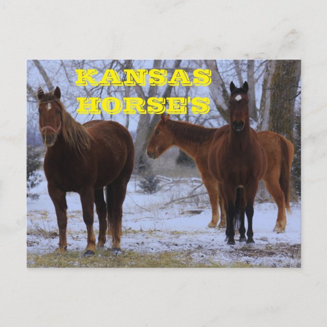 Kansas Country Horse's Post Card (Front)