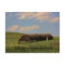 KANSAS Country Landscape