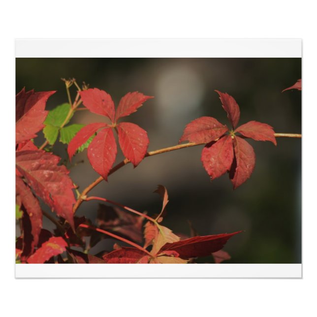 Kansas Country Red vine Photo Print (Front)