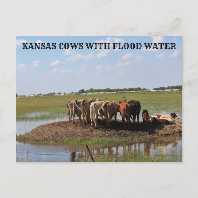 Kansas Cows with flood water Post Card (Front)