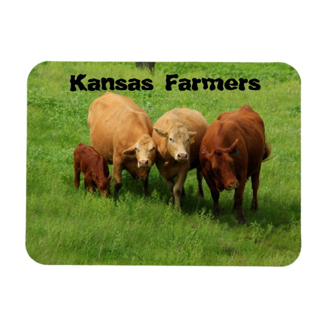 Kansas Farmers Cows Magnet (Horizontal)