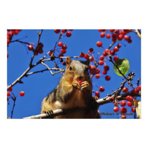 Kansas Fox Tail Squirrel  Photo Poster.