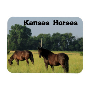 Kansas Horses in a pasture Magnet