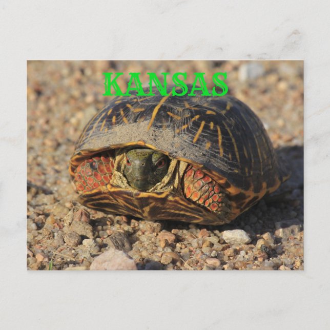 Kansas Male Box Shell Turtle Postcard (Front)