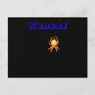 Kansas Orb Weaver Spider Post Card