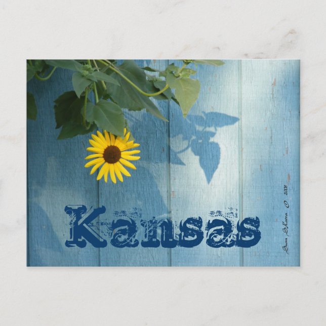 Kansas Postcard: Sunflower Blue Postcard (Front)