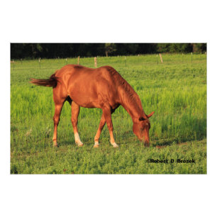 Kansas Red Horse in a Pasture Photo Enlargement