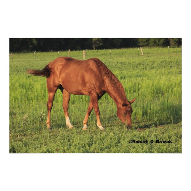 Kansas Red Horse in a Pasture Photo Enlargement Print (Front)