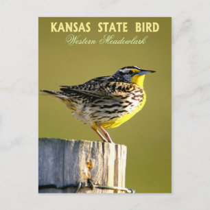 Kansas State Bird - Western Meadowlark Postcard