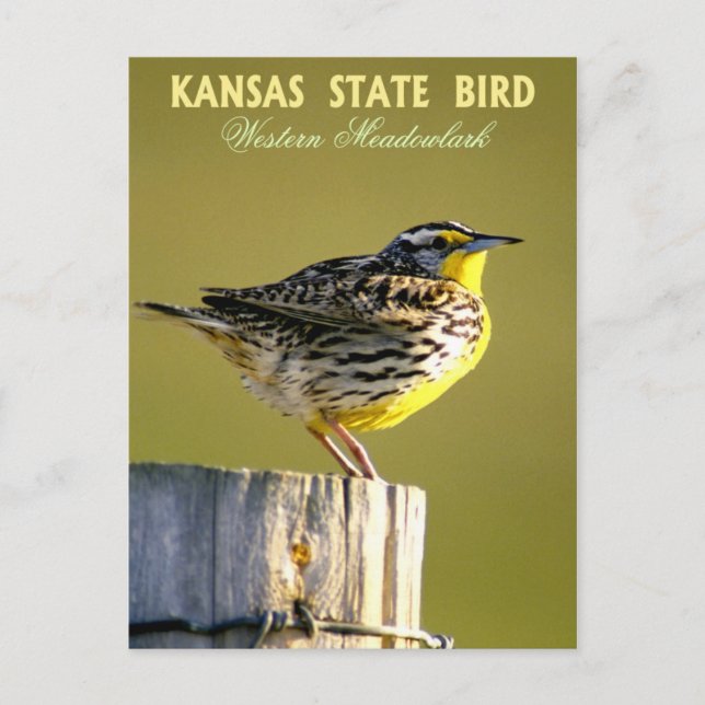 Kansas State Bird - Western Meadowlark Postcard (Front)
