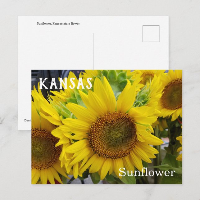 Kansas State Flower Sunflower Postcard (Front/Back)