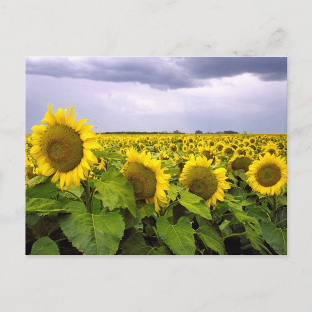 Kansas State Flower - The Sunflower Postcard (Front)