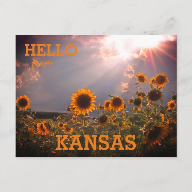 Kansas Sunflower Greetings Postcard (Front)