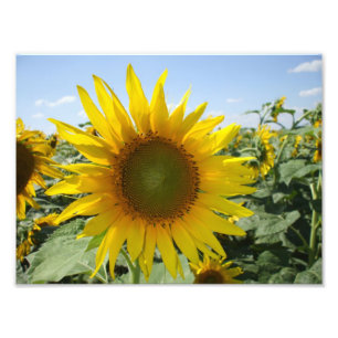 Kansas Sunflower Photo Print
