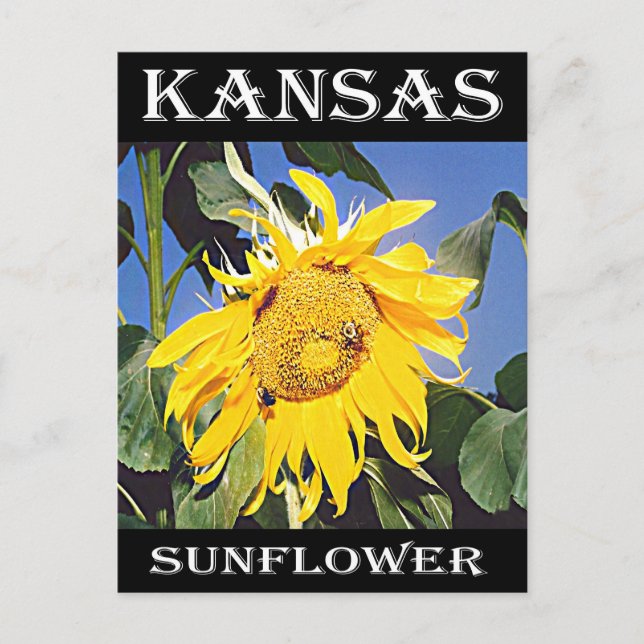 Kansas Sunflower Postcard (Front)