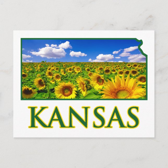 Kansas Sunflower Sky Postcard (Front)