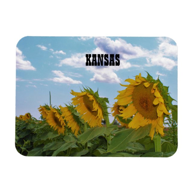 Kansas Sunflowers Magnet (Horizontal)