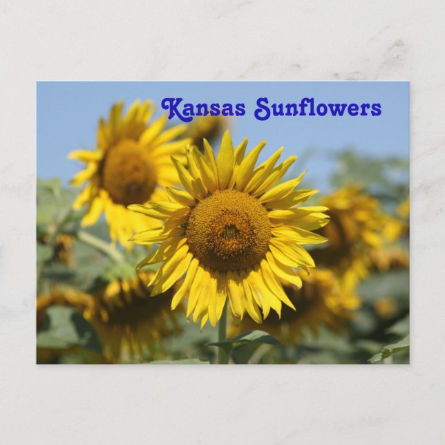 Kansas Sunflowers POST CARD (Front)