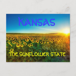 Kansas "The Sunflower State' Postcard