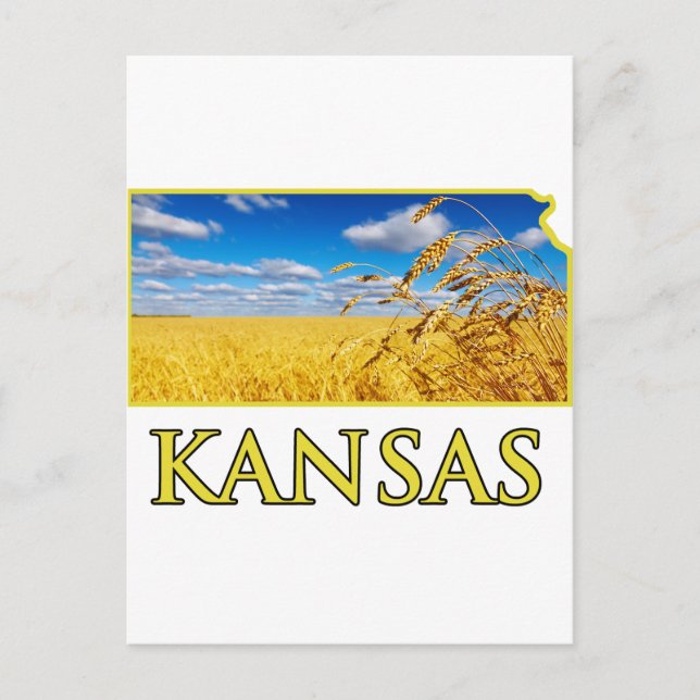 Kansas Wheat Field Postcard (Front)