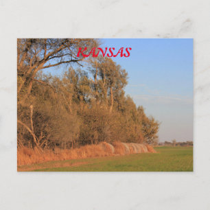 Kansas wheat field with trees Post Card