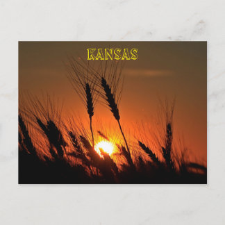 Kansas Wheat Sunset silhouette Postcard
