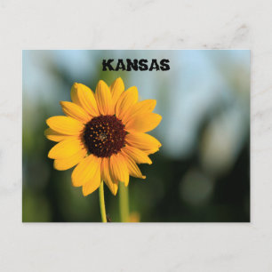 Kansas Wild Sunflower Post Card
