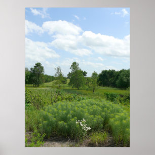 Kansas Wildflowers and  Meadows Poster