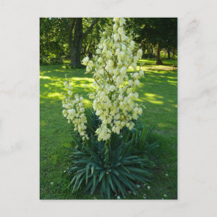 Kansas Yucca Postcard