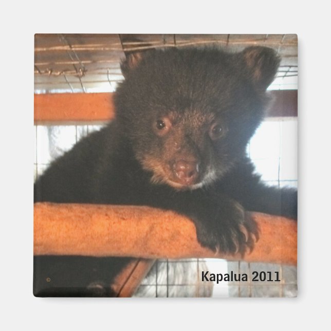 Kapalua 2011 Magnet (Front)