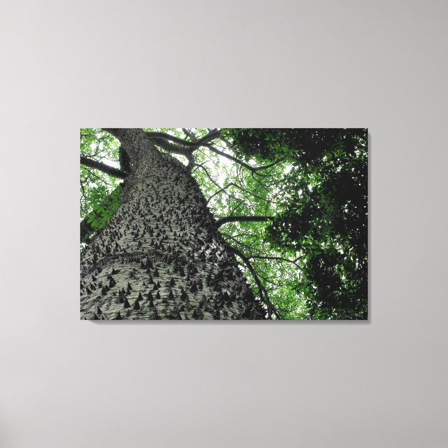Kapok Tree @ Funchal Botanic Park, Portugal Canvas Print (Front)