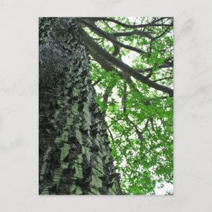 Kapok Tree in Funchal, Madeira (Portugal) Postcard