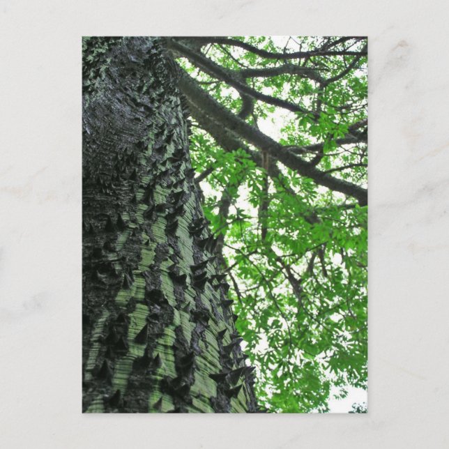 Kapok Tree in Funchal, Madeira (Portugal) Postcard (Front)