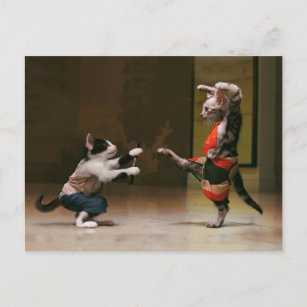 Karate cats postcard