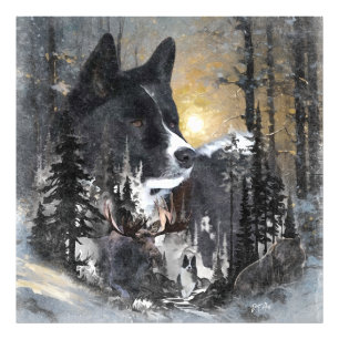 Karelian Bear Dog Photo Print