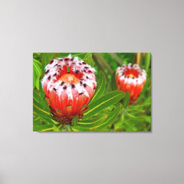 KARIKARI BLOOM 24x36 Canvas Print (Front)