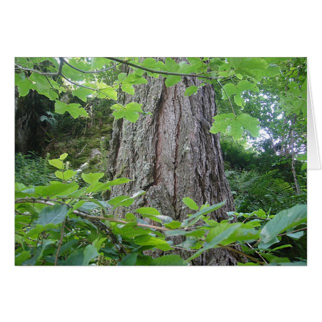 Karte5, Baumstamm/Blätterkranz, Kartenserie Wald (Front Horizontal)