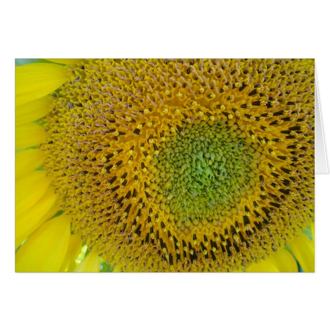 Karte Sonnenblume, blanko, gestaltbar (Front Horizontal)