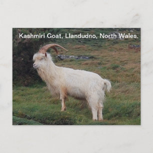 Kashmiri Goat, Llandudno, North Wales.  Postcard