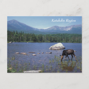 Katahdin Region Maine Moose Postcard