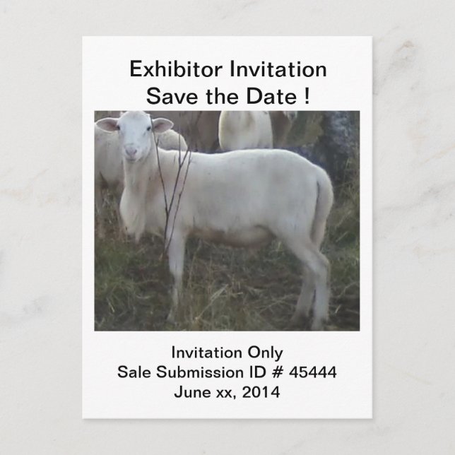 Katahin Hair Sheep Announcement Postcard (Front)