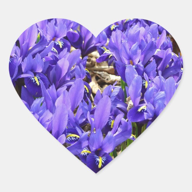 Katherine Hodgkin Irises Purple Spring Floral Heart Sticker (Front)
