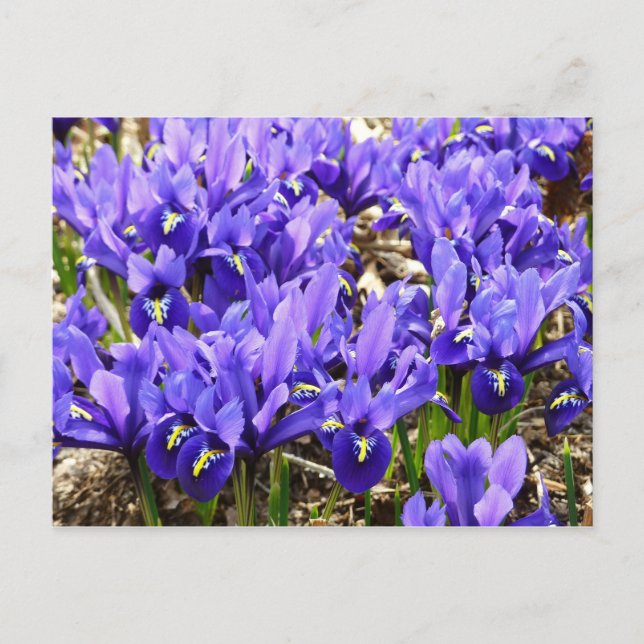 Katherine Hodgkin Irises Purple Spring Floral Postcard (Front)