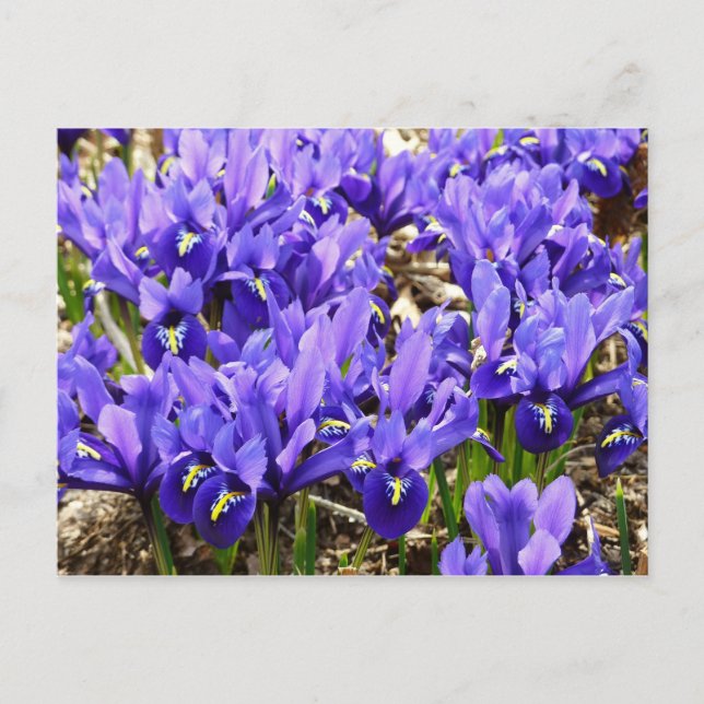 Katherine Hodgkin Irises Purple Spring Floral Postcard (Front)