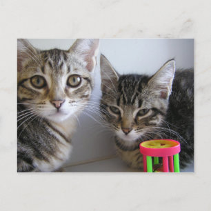 Katie & Carl Postcard